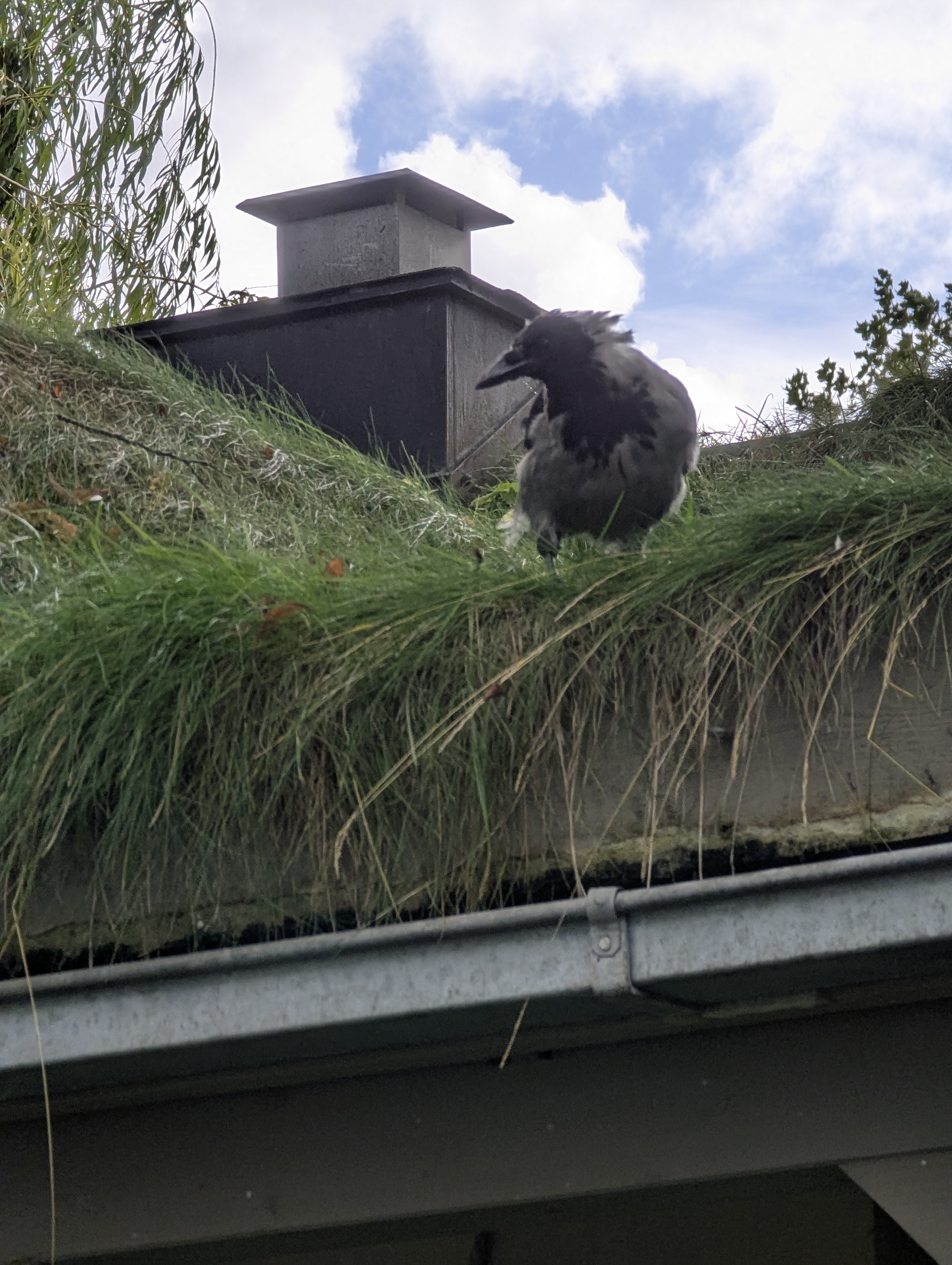 Copenhagen, SSPC, Tivoli, Denmark